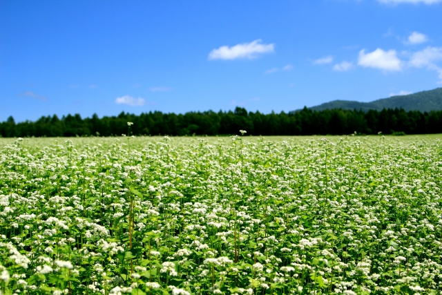 そば畑